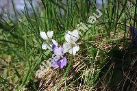 Viola odorata L. f. albiflora Oborny