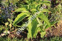 Sauromatum venosum (Dryand. ex Ait.) Kunth (Arum venosum Dryand. ex Ait., Typhonium venosum (Ait.) Hett. et Boice, Arum cornutum, Arisaema venosum (Dryand. ex Ait.) Blume)