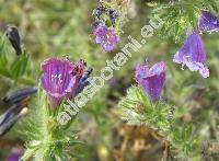 Echium plantagineum (Echium plantagineum L.)