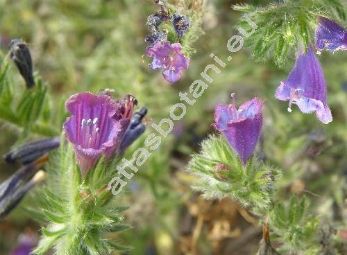 Echium plantagineum (Echium plantagineum L.)