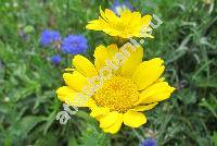 Chrysanthemum coronarium L. (Glebionis coronaria (L.) Cass. ex Spach, Xanthophthalmum coronarium (L.) Treh., Agryranthemum, Glebionis coronaria, Pinardia coronaria (L.) Less.)