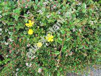 Ranunculus fallax (Wimm. et Grab.) Sloboda (Ranunculus auricomus agg.)