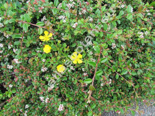 Ranunculus fallax (Wimm. et Grab.) Sloboda (Ranunculus auricomus agg.)