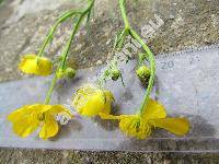 Ranunculus fallax (Wimm. et Grab.) Sloboda (Ranunculus auricomus agg.)