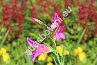 Gladiolus italicus Mill. (Gladiolus pallidus Bouch, Gladiolus commutatus Bouch, Gladiolus dalmaticus Tausch ex Rchb., Gladiolus segetum Ker Gawl., Gladiolus turkmenorum Czern.)