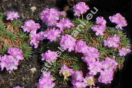 Armeria juniperifolia (Vahl) Hoffm. et Link (Armeria juniperifolia Koch, Statice)