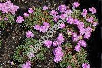 Armeria juniperifolia (Vahl) Hoffm. et Link (Armeria juniperifolia Koch, Statice)