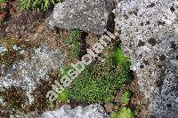 Armeria juniperifolia (Vahl) Hoffm. et Link (Armeria juniperifolia Koch, Statice)