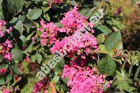 Lagerstroemia indica (L.) Pers.