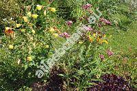 Asclepias incarnata 'Cinderella'