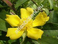 Hibbertia scandens (Willd.) Dryand.