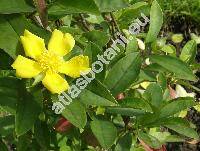 Hibbertia scandens (Willd.) Dryand.
