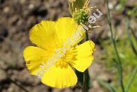 Ranunculus gramineus L.