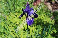 Iris sibirica 'Caesar's Brother'