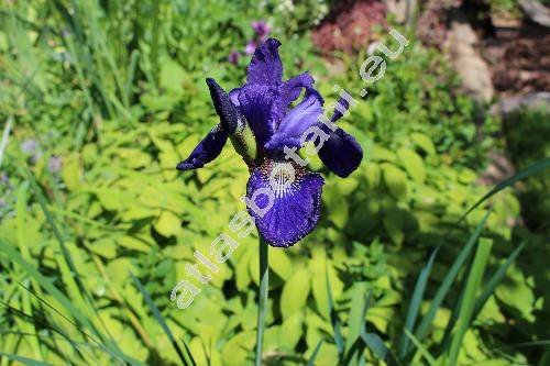 Iris sibirica 'Caesar's Brother'