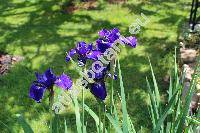 Iris sibirica 'Caesar's Brother'