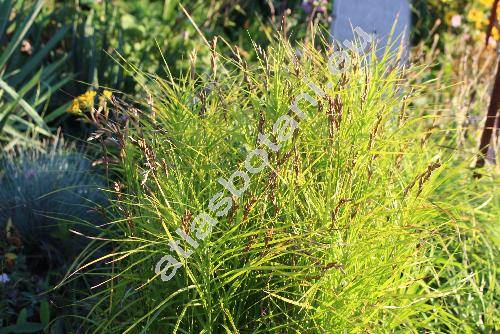 Carex muskingumensis Schwein.