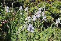 Iris x barbata 'Blue Sapphire'