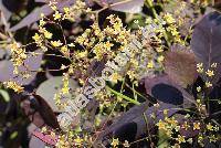 Cotinus coggygria 'Royale Purple' (Cotinus coggygria Scop., Rhus cotinus L.)