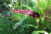 Dracunculus vulgaris Schott (Arum dracunculus L.)