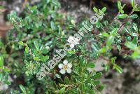 Cotoneaster microphyllus var. thymifolius Koehne (Cotoneaster thymifolius Bak., Cotoneaster microphyllus var. thymifolius (Bak.) Koehne, Crataegus integrifolia Roxb.)