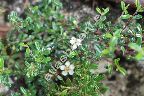 Cotoneaster microphyllus var. thymifolius Koehne (Cotoneaster thymifolius Bak., Cotoneaster microphyllus var. thymifolius (Bak.) Koehne, Crataegus integrifolia Roxb.)