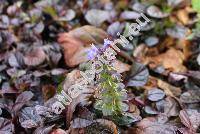 Ajuga reptans 'Black Scallop'