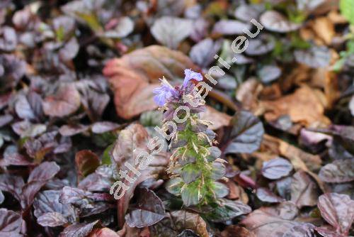 Ajuga reptans 'Black Scallop'