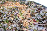 Ajuga reptans 'Black Scallop'