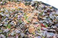 Ajuga reptans 'Black Scallop'