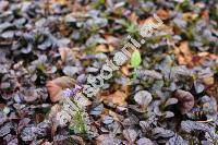 Ajuga reptans 'Black Scallop'