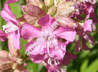 Lychnis viscaria 'Atropurpurea' (Viscaria vulgaris Bernh., Steris viscaria (L.) Rafin.)