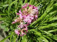 Lychnis viscaria 'Atropurpurea' (Viscaria vulgaris Bernh., Steris viscaria (L.) Rafin.)