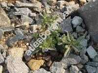 Lithodora 'Grace Ward' (Lithospermum, Glandora, Lithosperma)