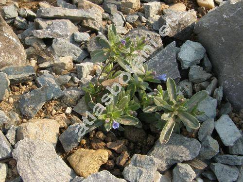 Lithodora 'Grace Ward' (Lithospermum, Glandora, Lithosperma)
