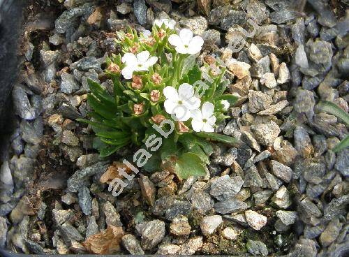 Androsace mathildae Lev. (Androsace alpina subsp. apennina (Huet) Arcang.)