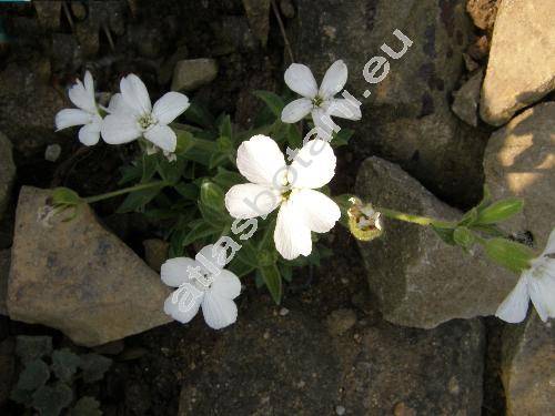 Silene araratica Schischk.