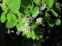 Amelanchier 'Smoky' (Amelanchier alnifolia Nutt., Mespilus, Aronia, Sorbus)