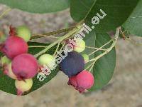 Amelanchier 'Smoky' (Amelanchier alnifolia Nutt., Mespilus, Aronia, Sorbus)