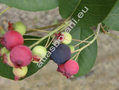 Amelanchier 'Smoky' (Amelanchier alnifolia Nutt., Mespilus, Aronia, Sorbus)