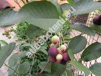 Amelanchier 'Smoky' (Amelanchier alnifolia Nutt., Mespilus, Aronia, Sorbus)