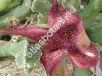 Stapelia hirsuta L.