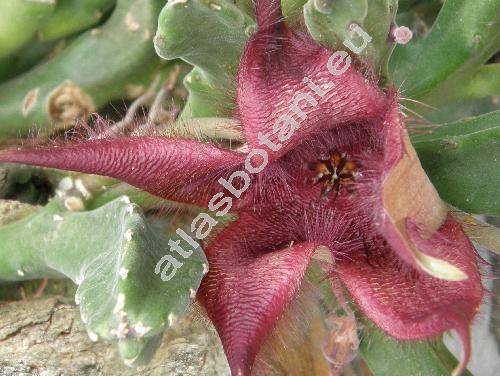 Stapelia hirsuta L.