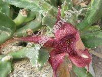 Stapelia hirsuta L.