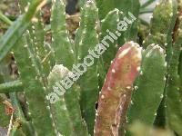 Stapelia hirsuta L.