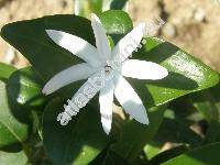 Jasminum multipartitum Hochst. (Jasminum glaucum var. parviflorum Mey., Jasminum oleicarpum Bak.)
