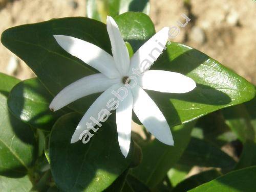 Jasminum multipartitum Hochst. (Jasminum glaucum var. parviflorum Mey., Jasminum oleicarpum Bak.)