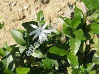 Jasminum multipartitum Hochst. (Jasminum glaucum var. parviflorum Mey., Jasminum oleicarpum Bak.)