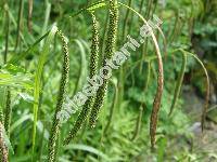 Carex pendula Huds.