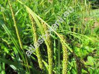 Carex pendula Huds.